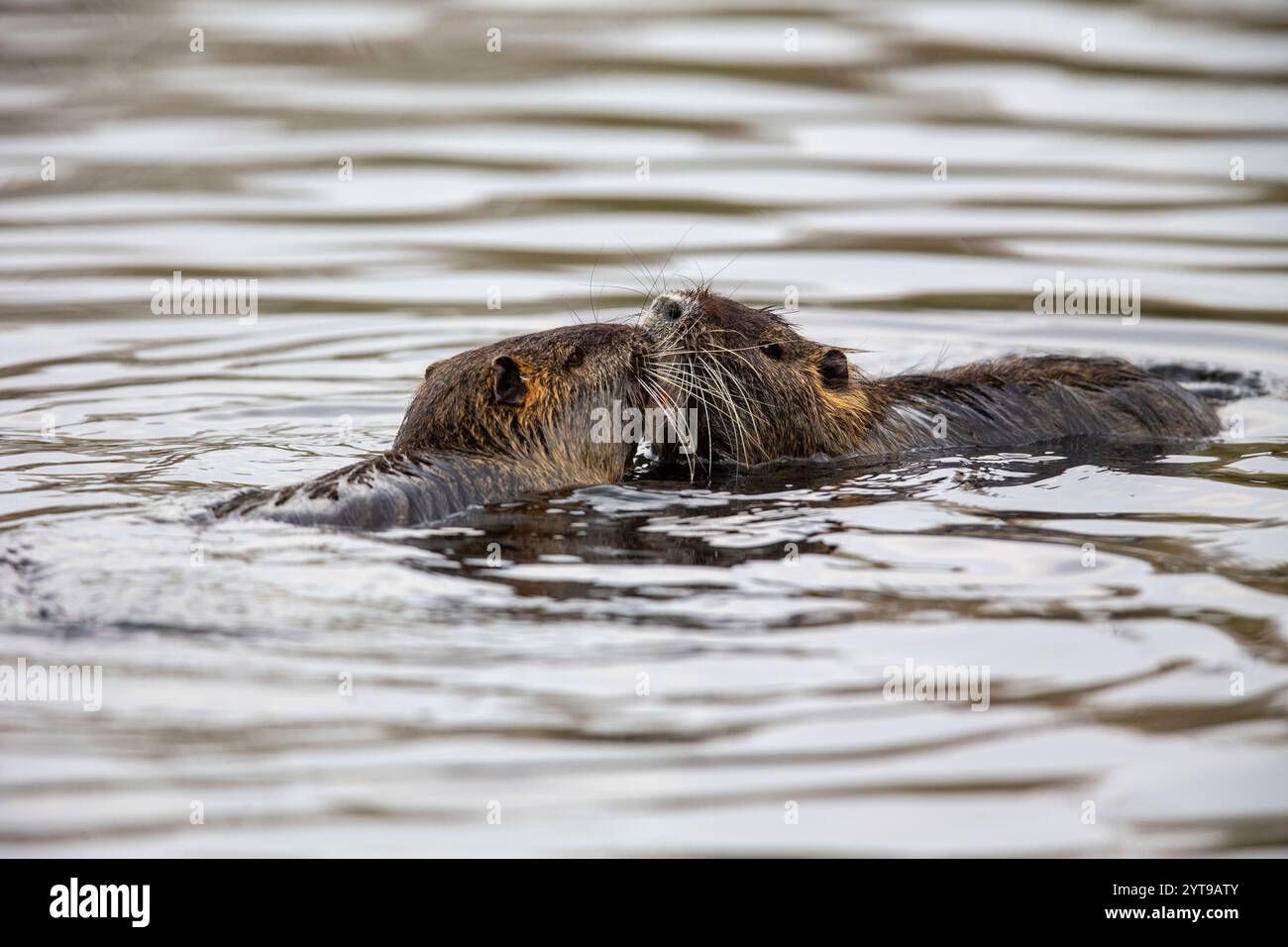 Zwei Nutria (Myocaster coypus) in einem Teich im Naturschutzgebiet Mönchbruch Stockfoto
