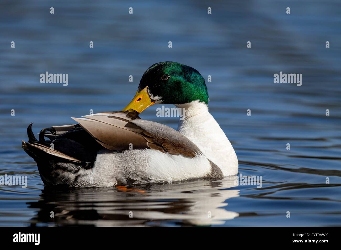 Stockenten (Anas platyrhynchos) auf einem Teich im Naturschutzgebiet Mönchbruch Stockfoto