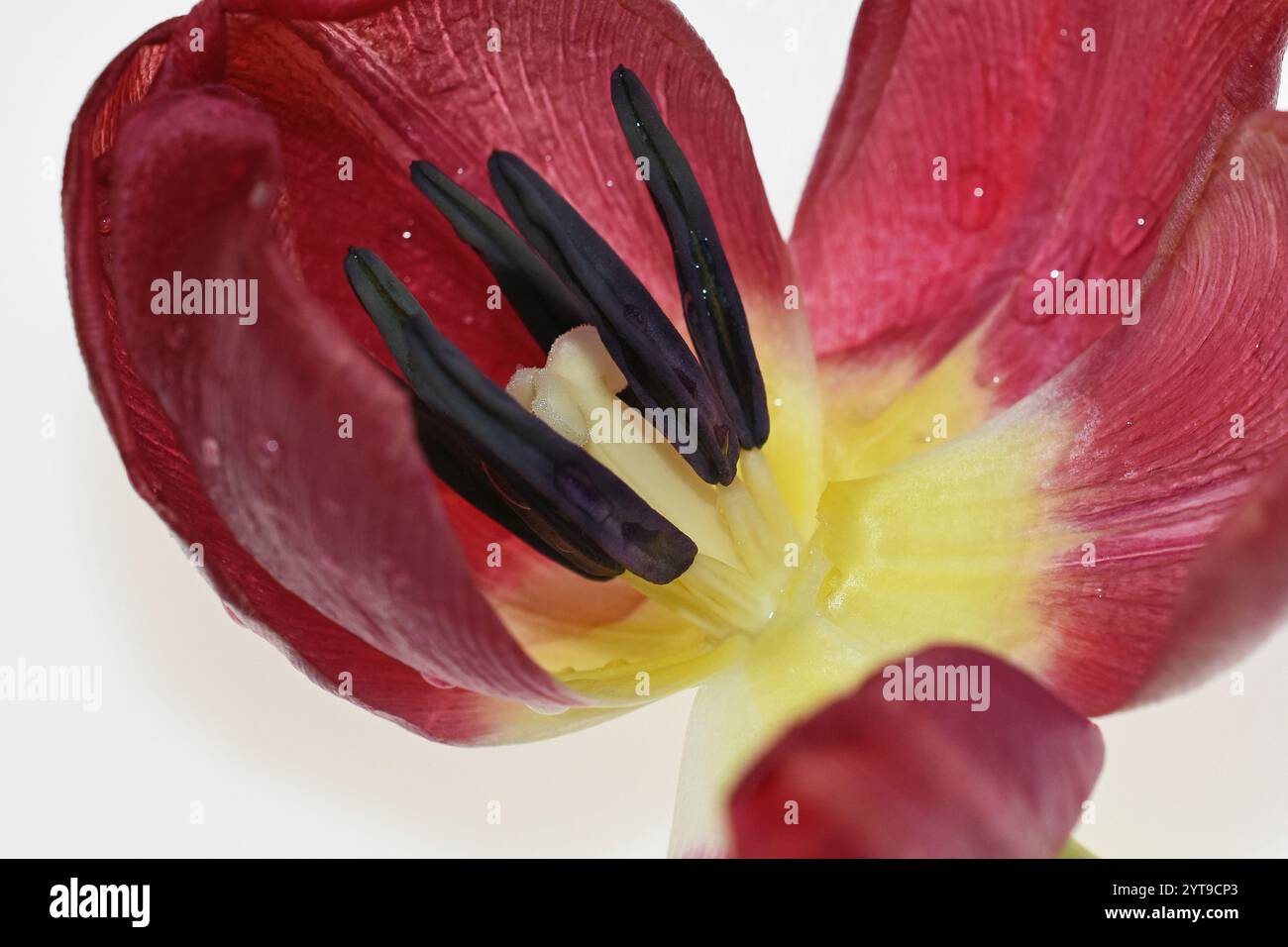 Staubblätter und Stempel einer verblassten Tulpe mit Tropfen Stockfoto