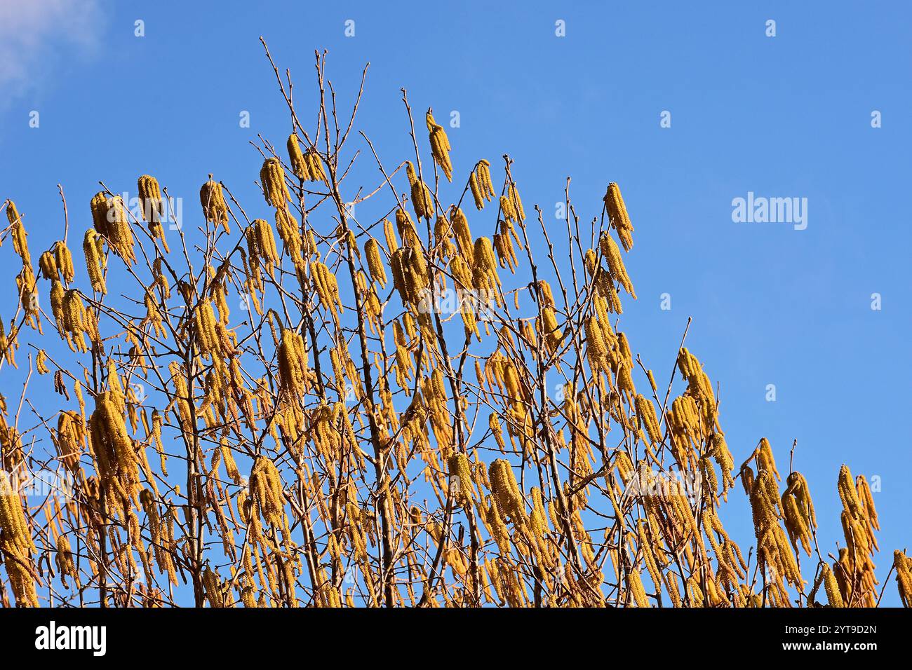 Männliche Katzetten der gemeinen Haselnuss Corylus avellana, die im Wind gegen einen blauen Himmel wehen Stockfoto