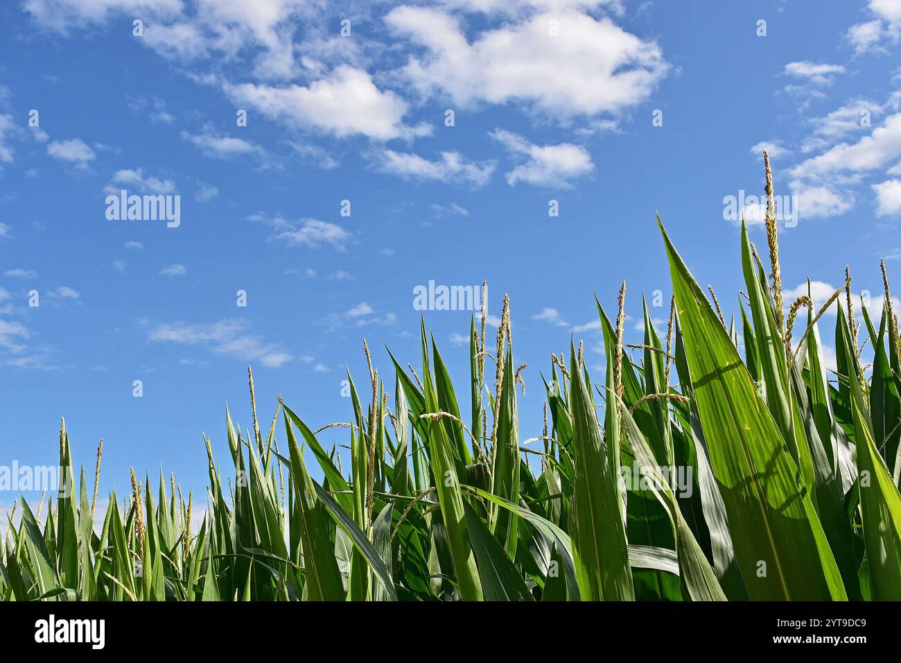 Blühende männliche Blütenstände von Mais, Zea mays, vor einem weiß-blauen Himmel Stockfoto