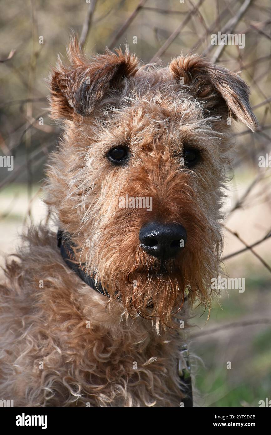 Irisches Terrier-Porträt Stockfoto