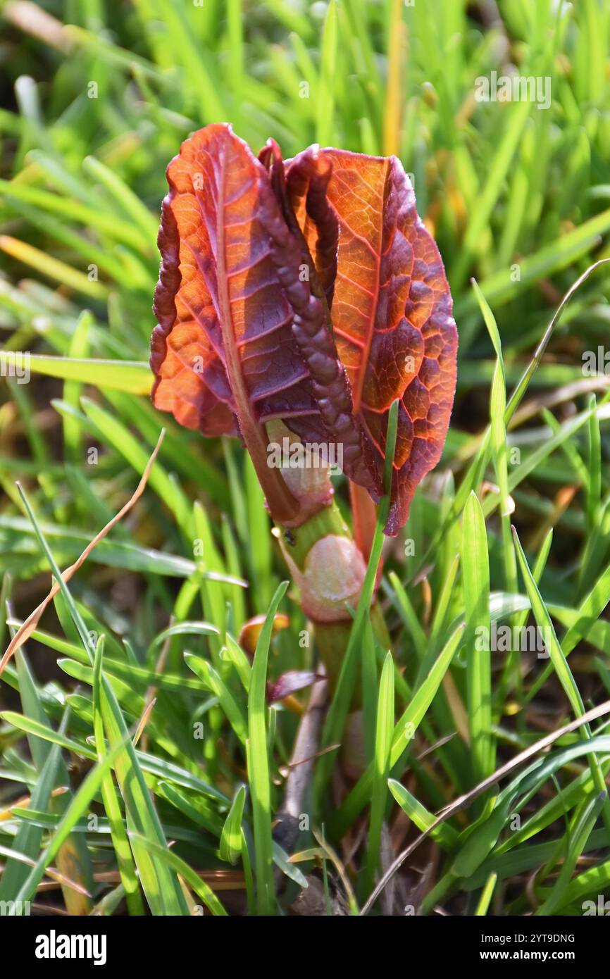 Junger Schuss von japanischem Knotenweed Fallopia japonica Stockfoto