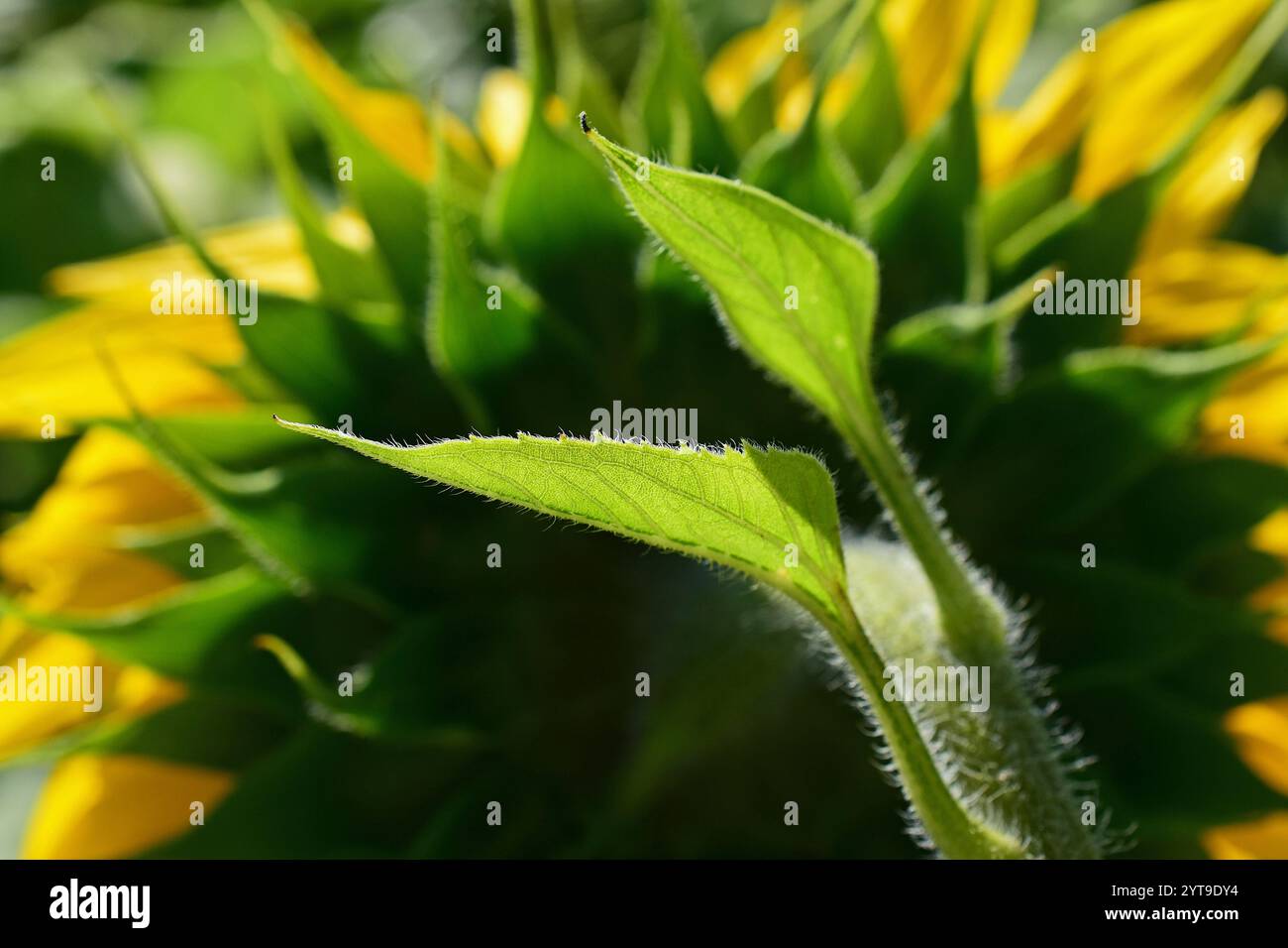 Blatt einer Sonnenblume, Helianthus annuus, gegen das Licht Stockfoto