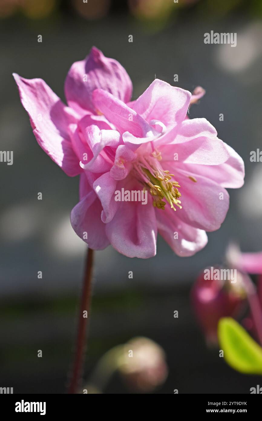 Blume einer kolumbine, Aquilegia, hinterleuchtet Stockfoto