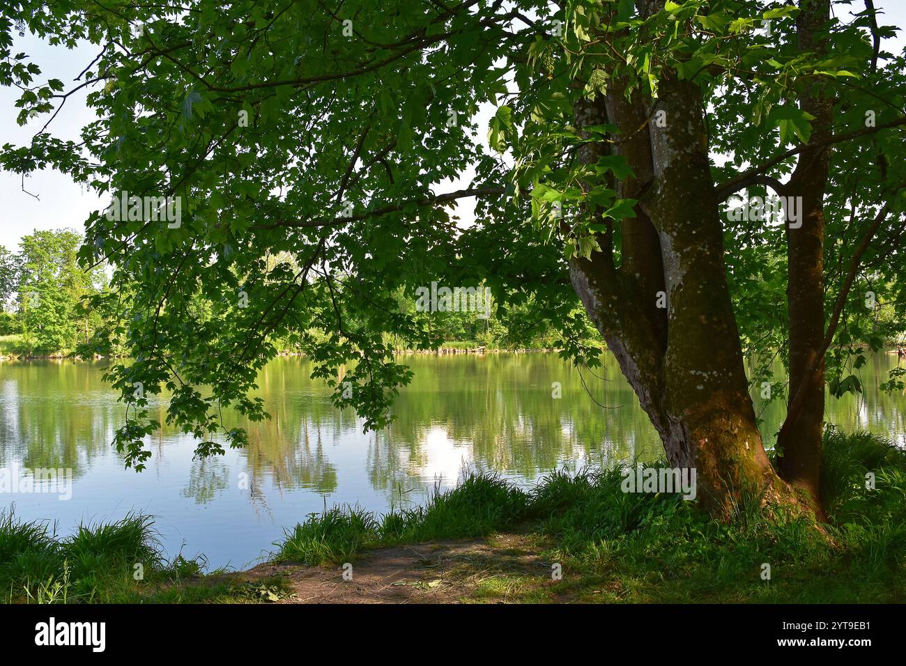 Frühling am Isarufer, Moosburg, Oberbayern Stockfoto