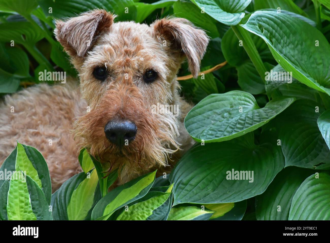 Ein irischer Terrier im Funkia Stockfoto
