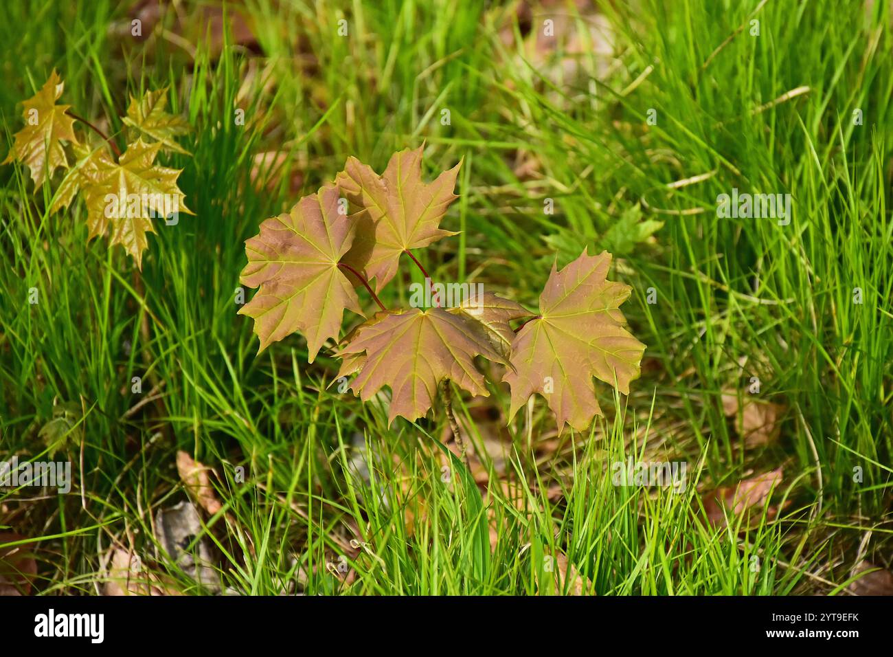 Setzlinge des Norwegischen Ahorns, Acer platanoides, im Unterholz Stockfoto