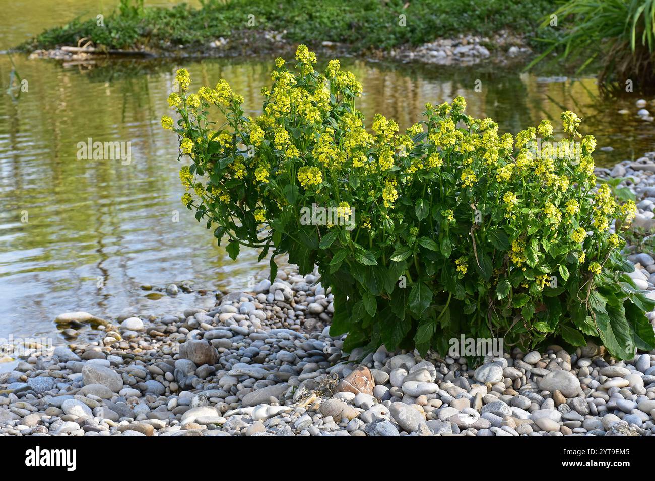 Blühende barbara, Barbarea vulgaris, auf einer Kiesbank in der Isar Stockfoto