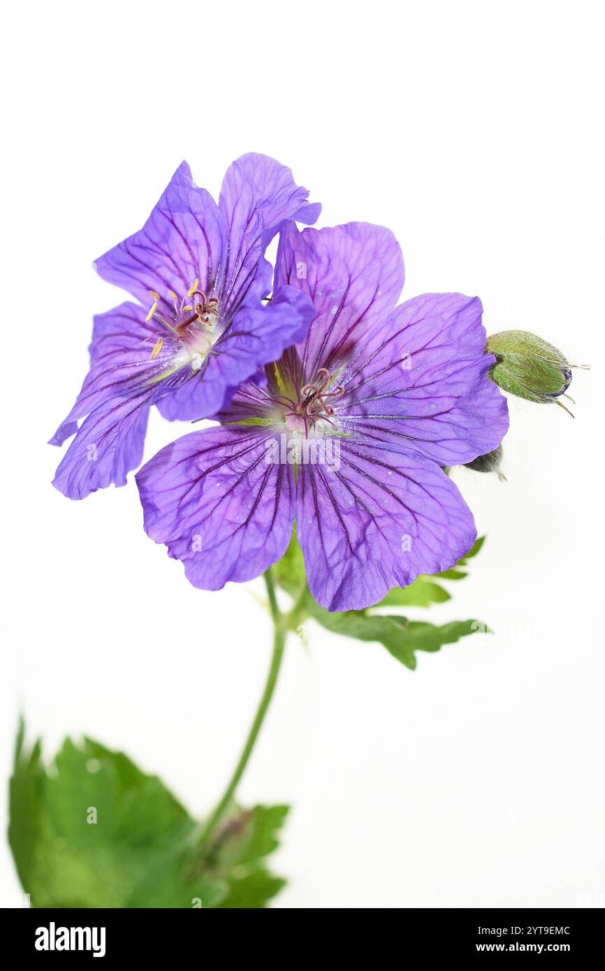 Prächtiger Kraneschnabel, Geranium x Magnium, vor weißem Hintergrund Stockfoto