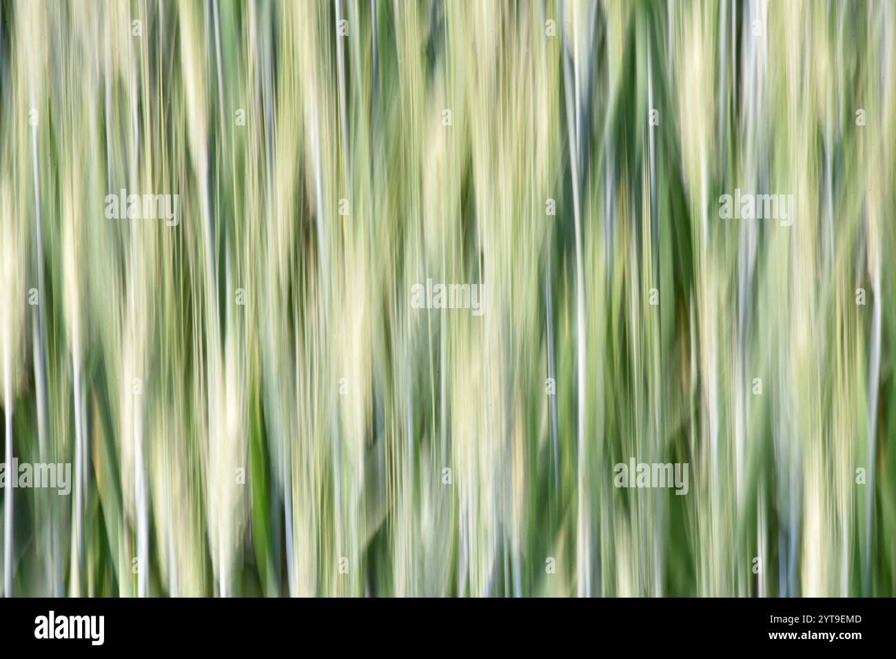 Naturabstrakt - Getreidestängel Stockfoto
