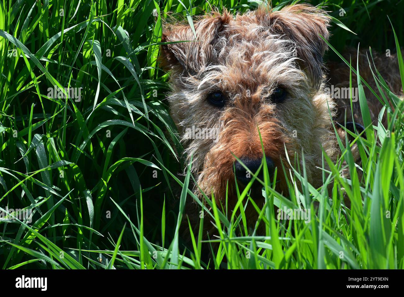 Ein irischer Terrier auf dem Land Stockfoto