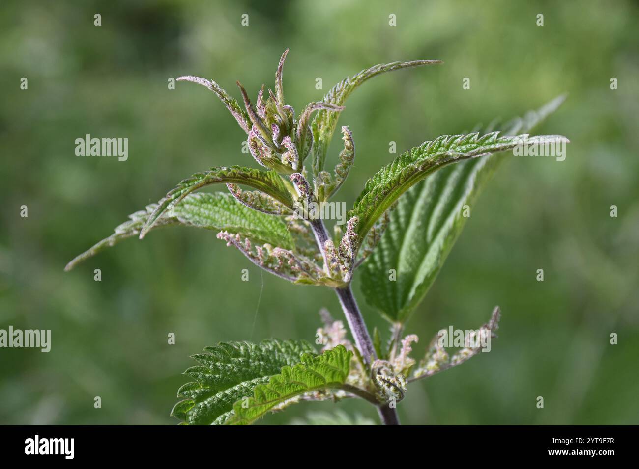 Große Brennnessel, Urtica dioica, im Detail Stockfoto