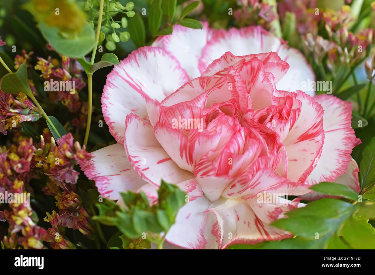 Nelkenblüte in einem bunten Blumenstrauß Stockfoto