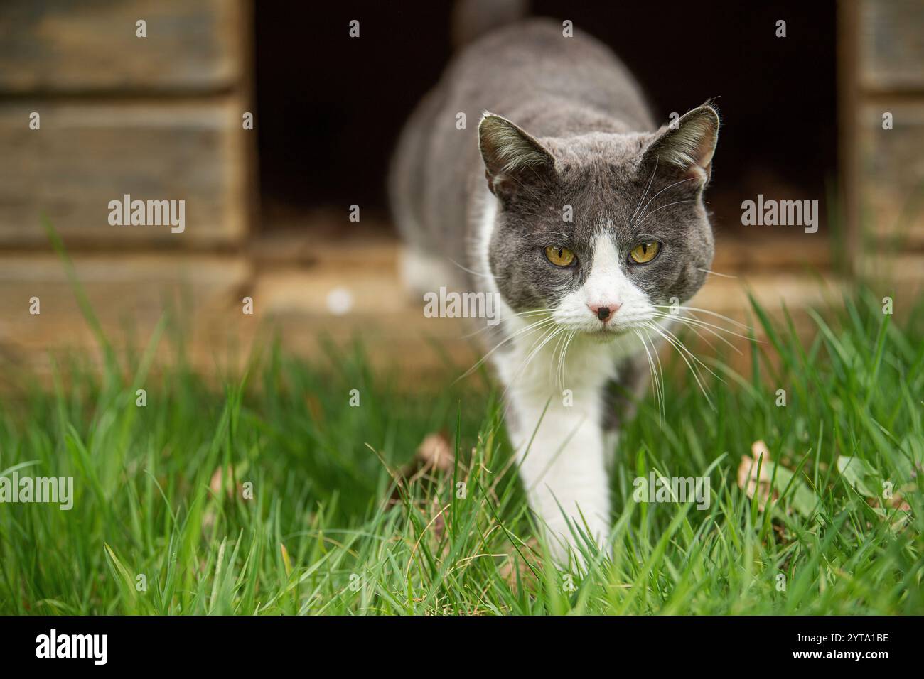 Katze kommt aus einem Hundehaus Stockfoto
