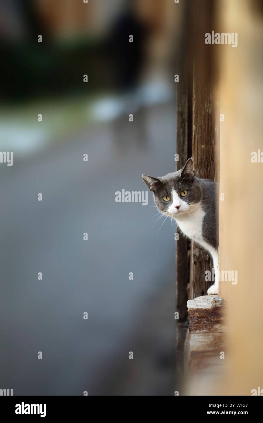 Katze auf einer Mauer sitzend Stockfoto
