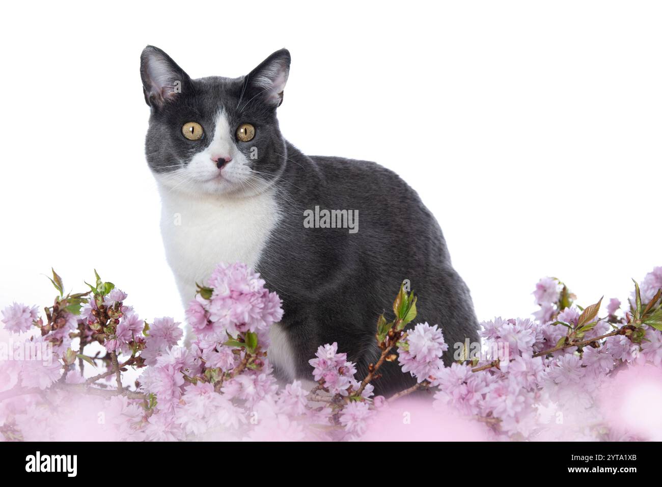 Katze mit Kirschblütenzweig Stockfoto