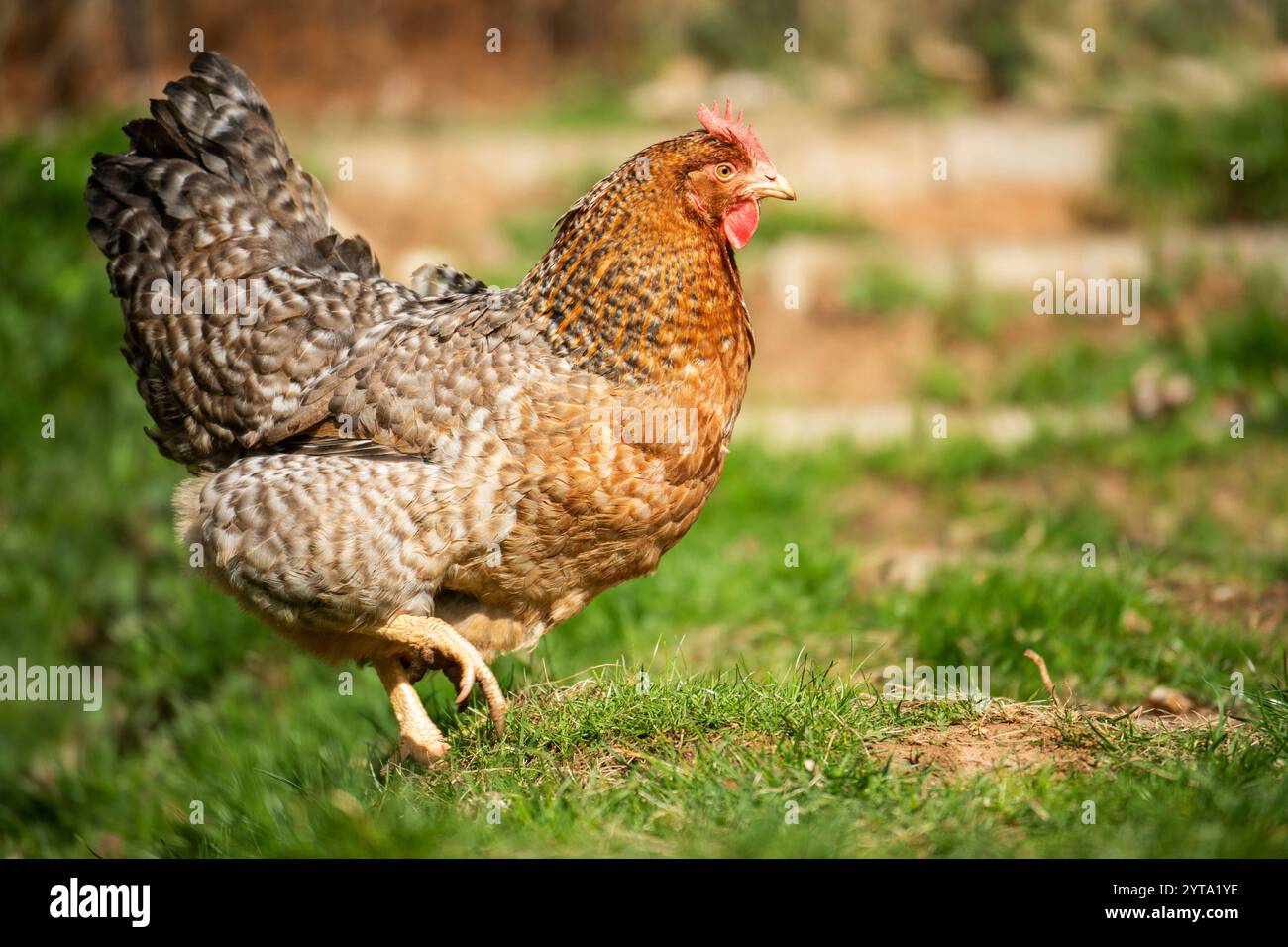 Bielefelder Huhn auf einer Wiese Stockfoto