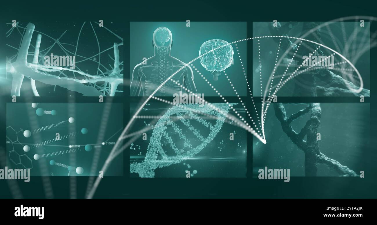 DNA-Strang und neuronales Netzwerk über das medizinische Bild des menschlichen Gehirns und Körpers Stockfoto