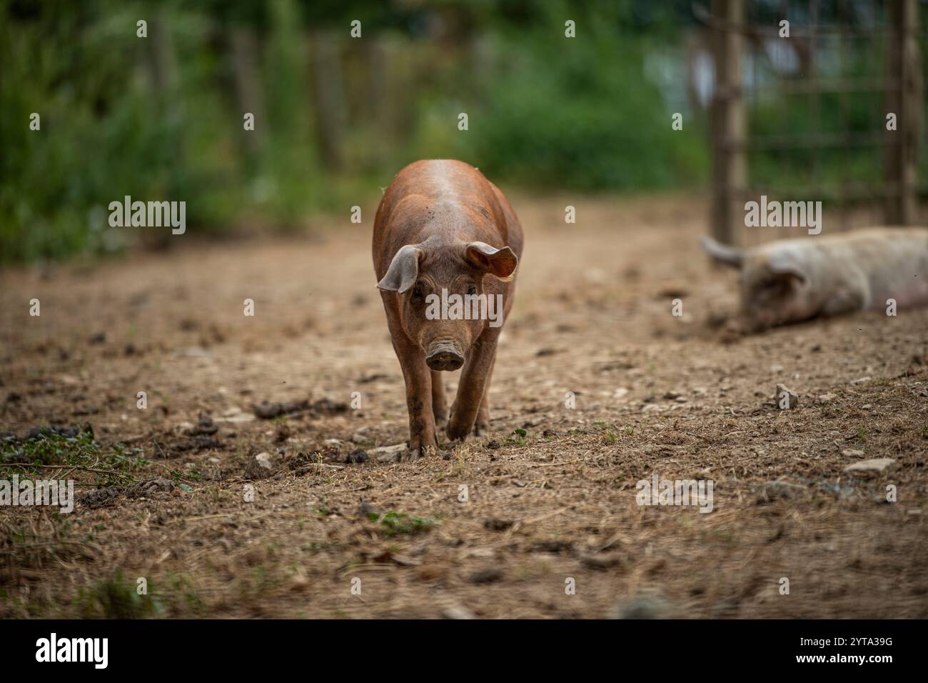 Glückliche Schweine Stockfoto