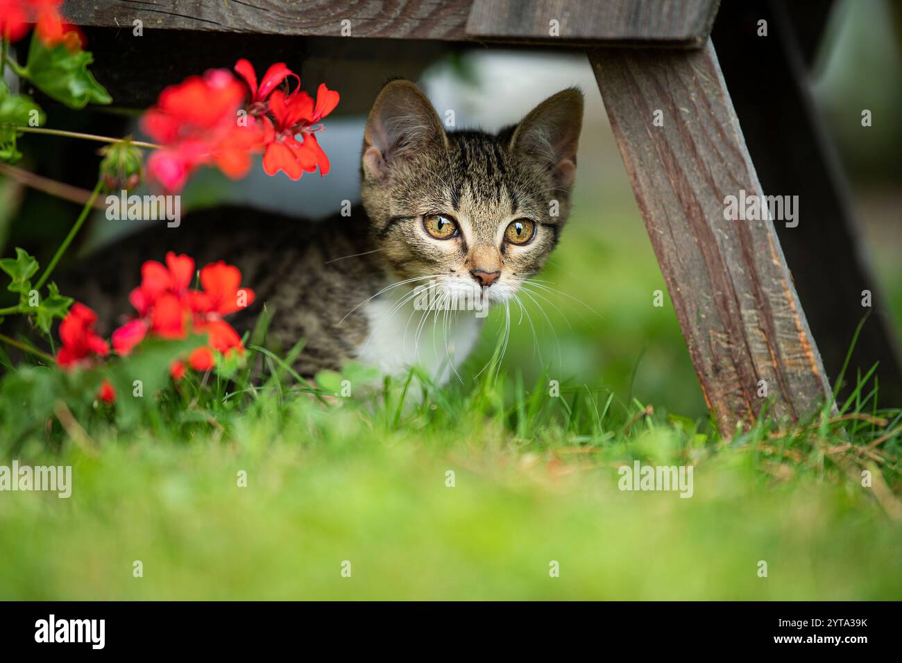 Junge Kätzchen im Garten Stockfoto