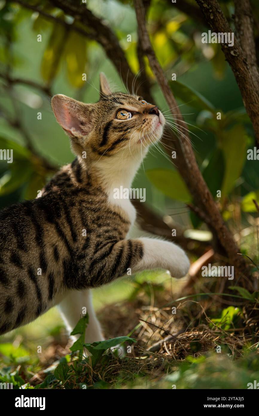 Junge Kätzchen im Garten Stockfoto