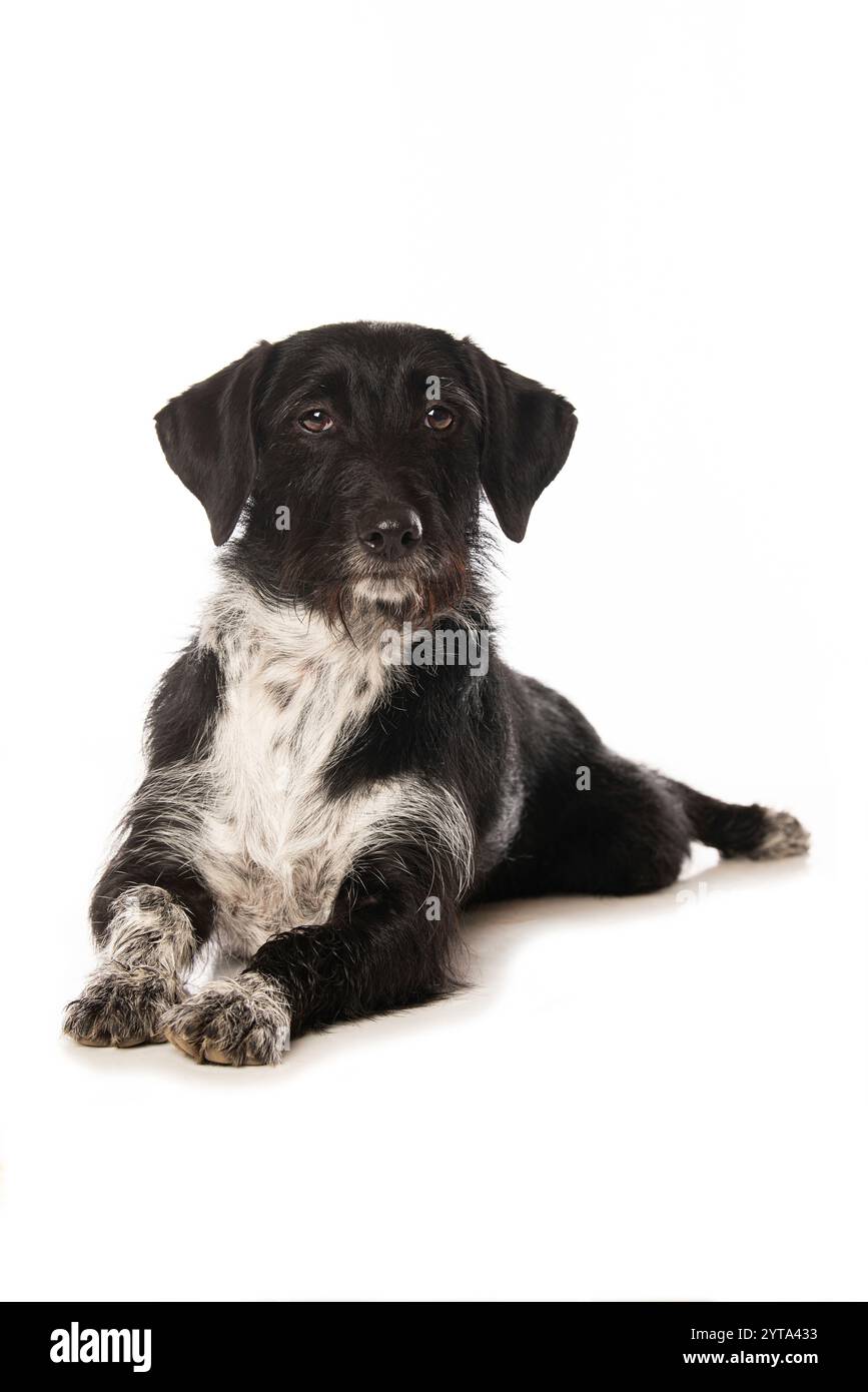 Mehlhund isoliert auf weißem Hintergrund Stockfoto