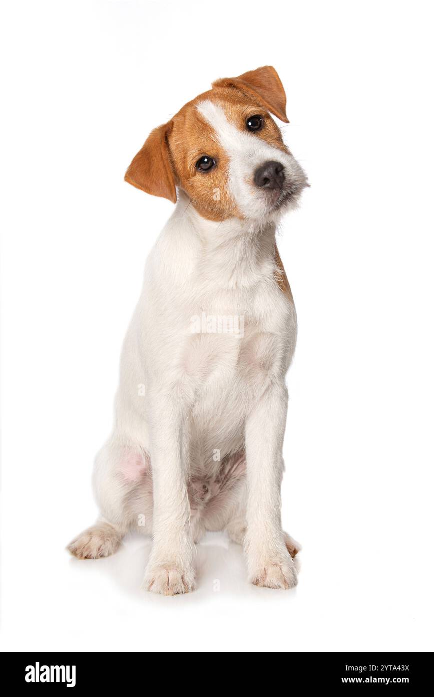 Sitting Parson Russel Terrier Stockfoto