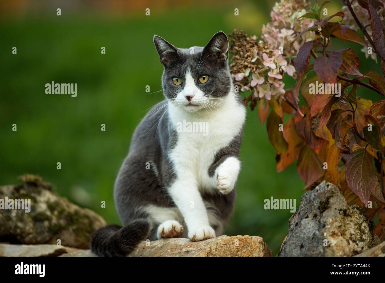 Hauskatze, die an einer Wand sitzt und ihre Pfote hochhebt Stockfoto