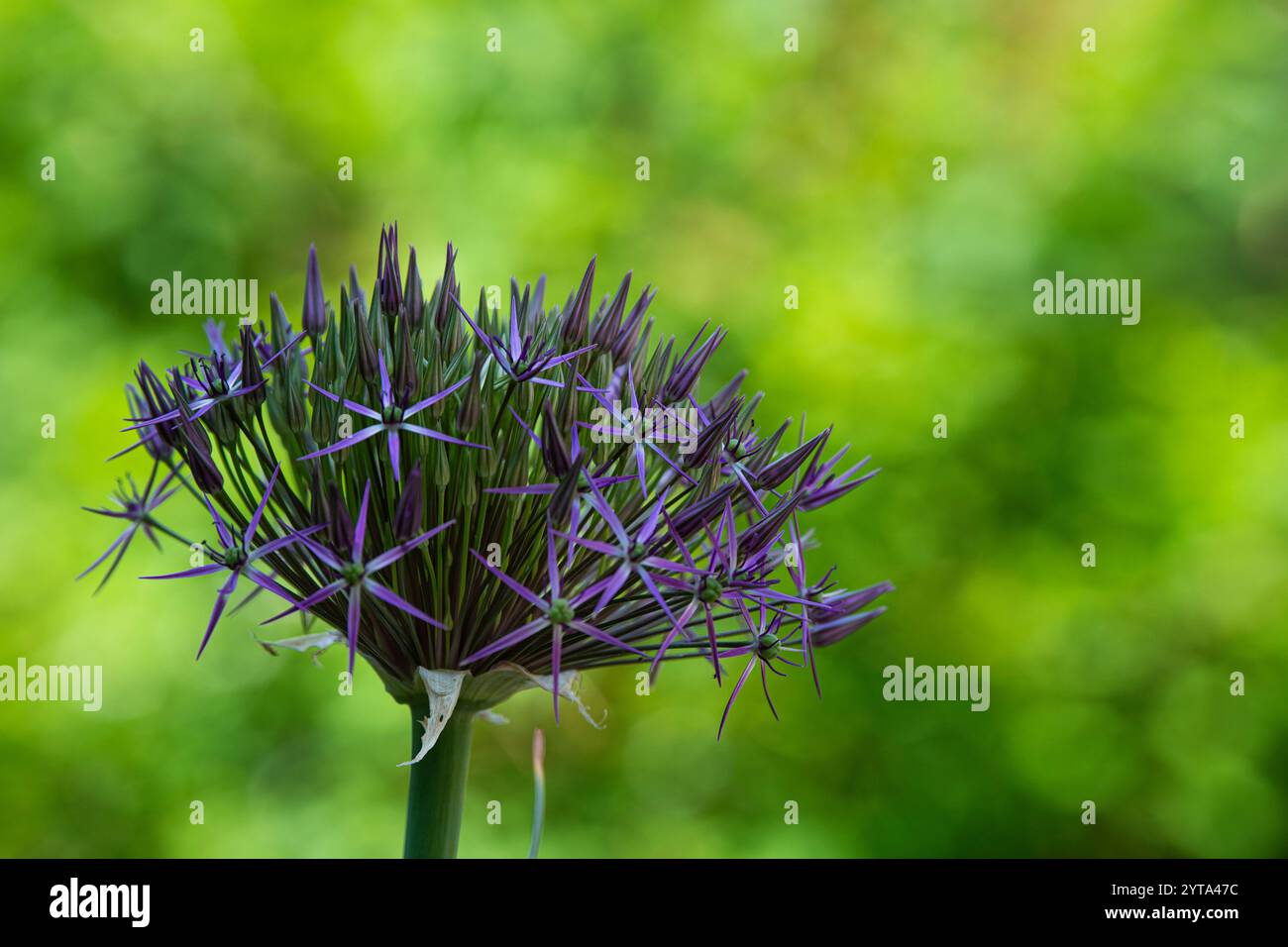 Allium-Blüte Stockfoto