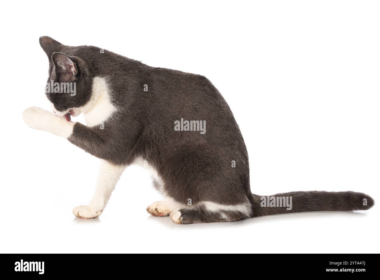 Katze, die Reinigung selbst Stockfoto