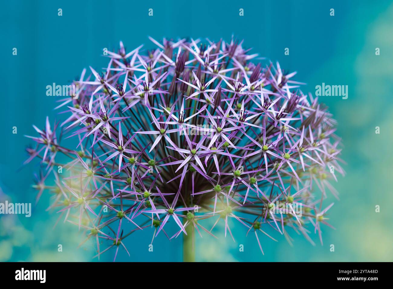 Allium Blumen Stockfoto