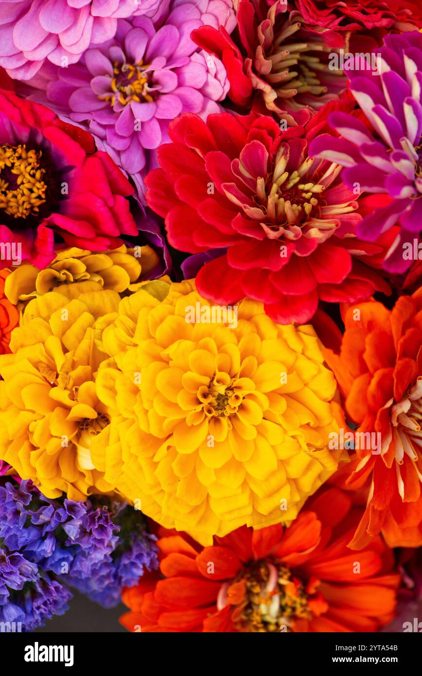 Bunte Zinnien Stockfoto