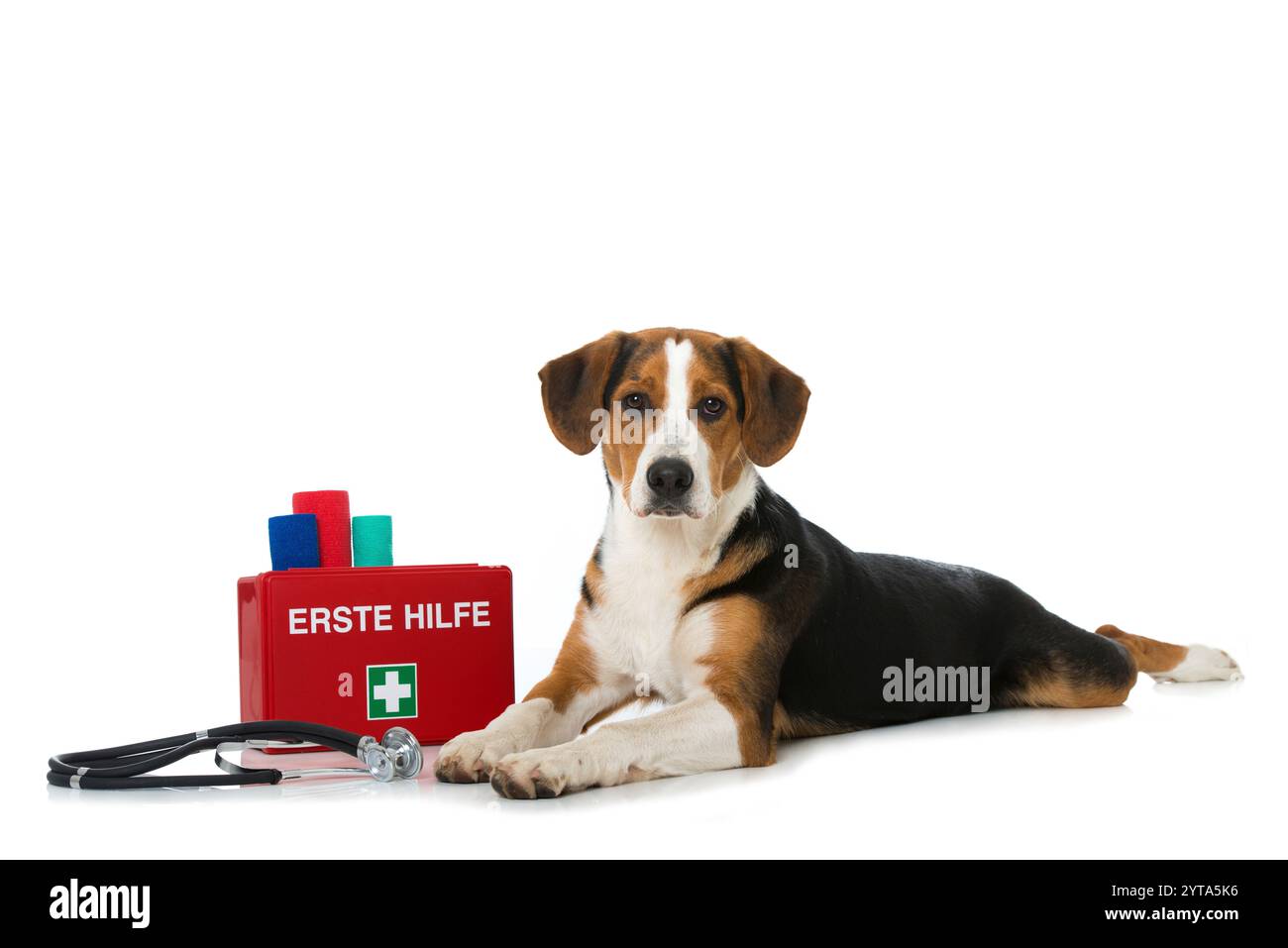 Hund mit Verbandskasten Stockfoto