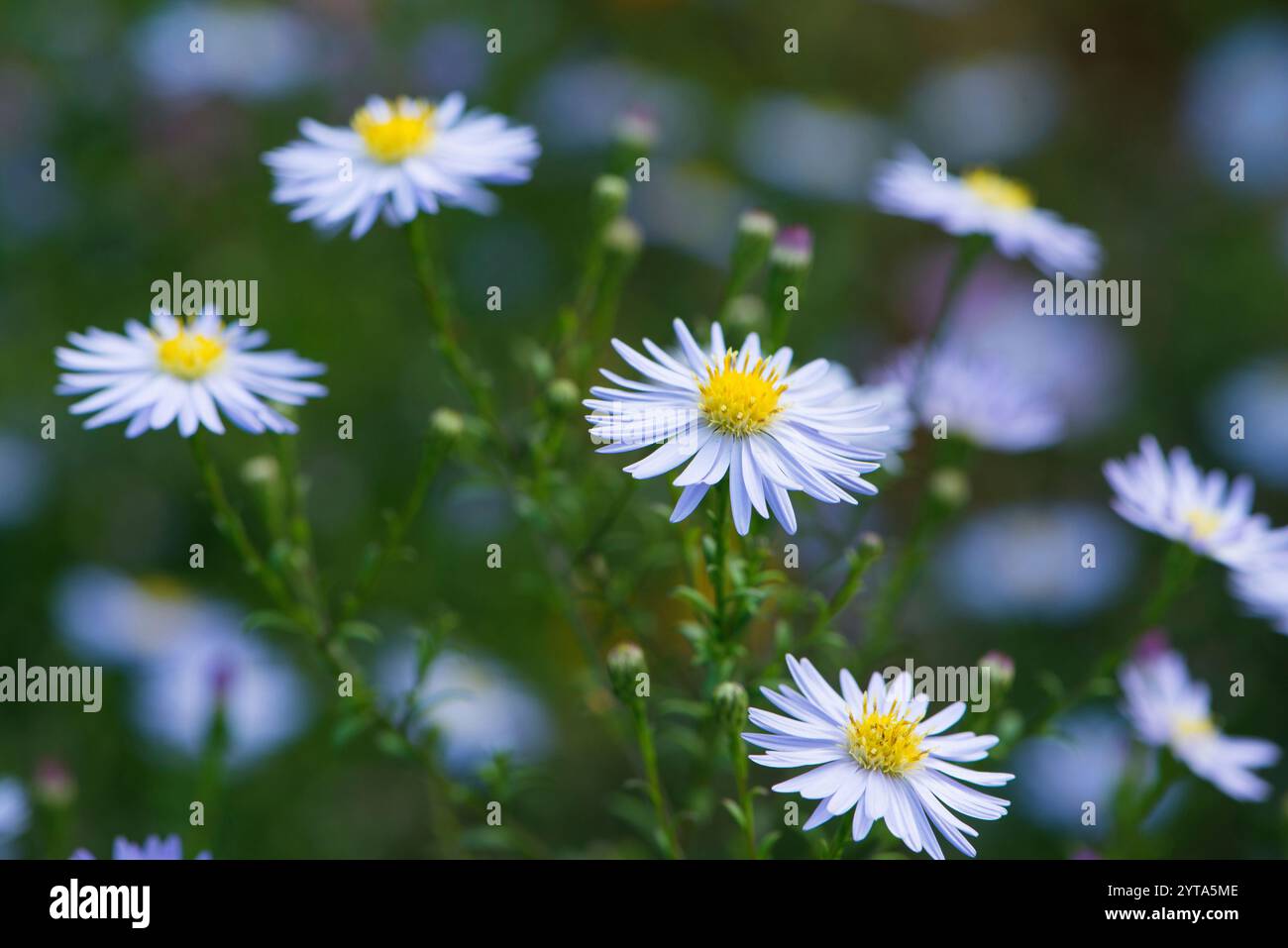 Herbstaster Stockfoto