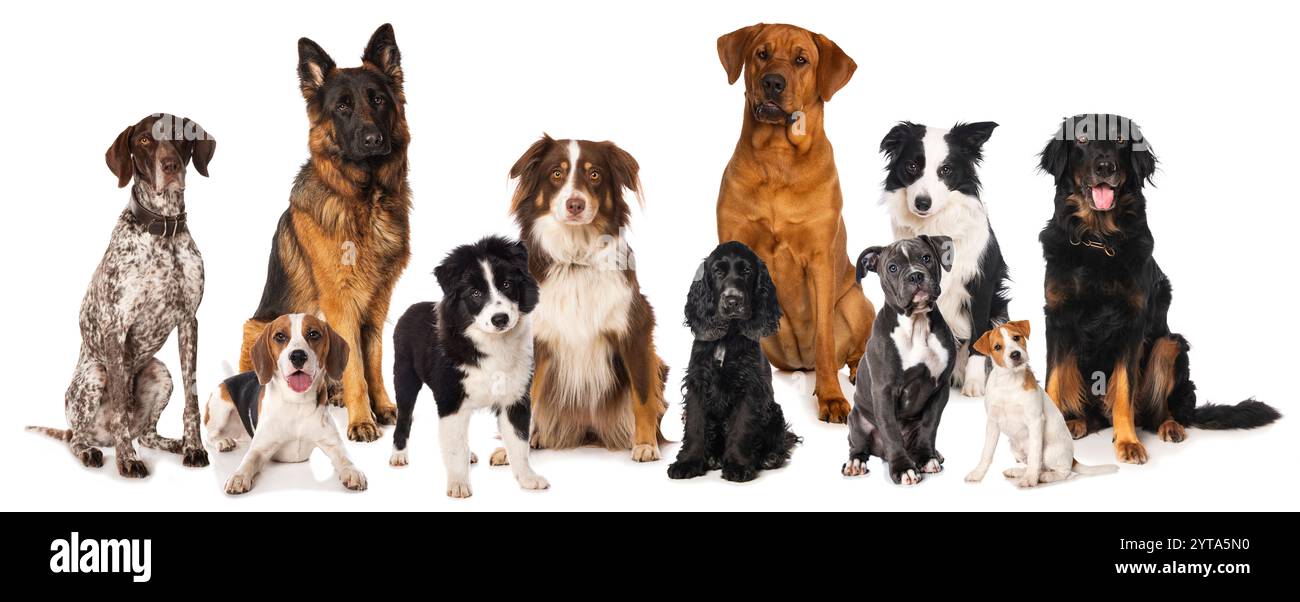 Gruppe verschiedener Stammhunde Stockfoto