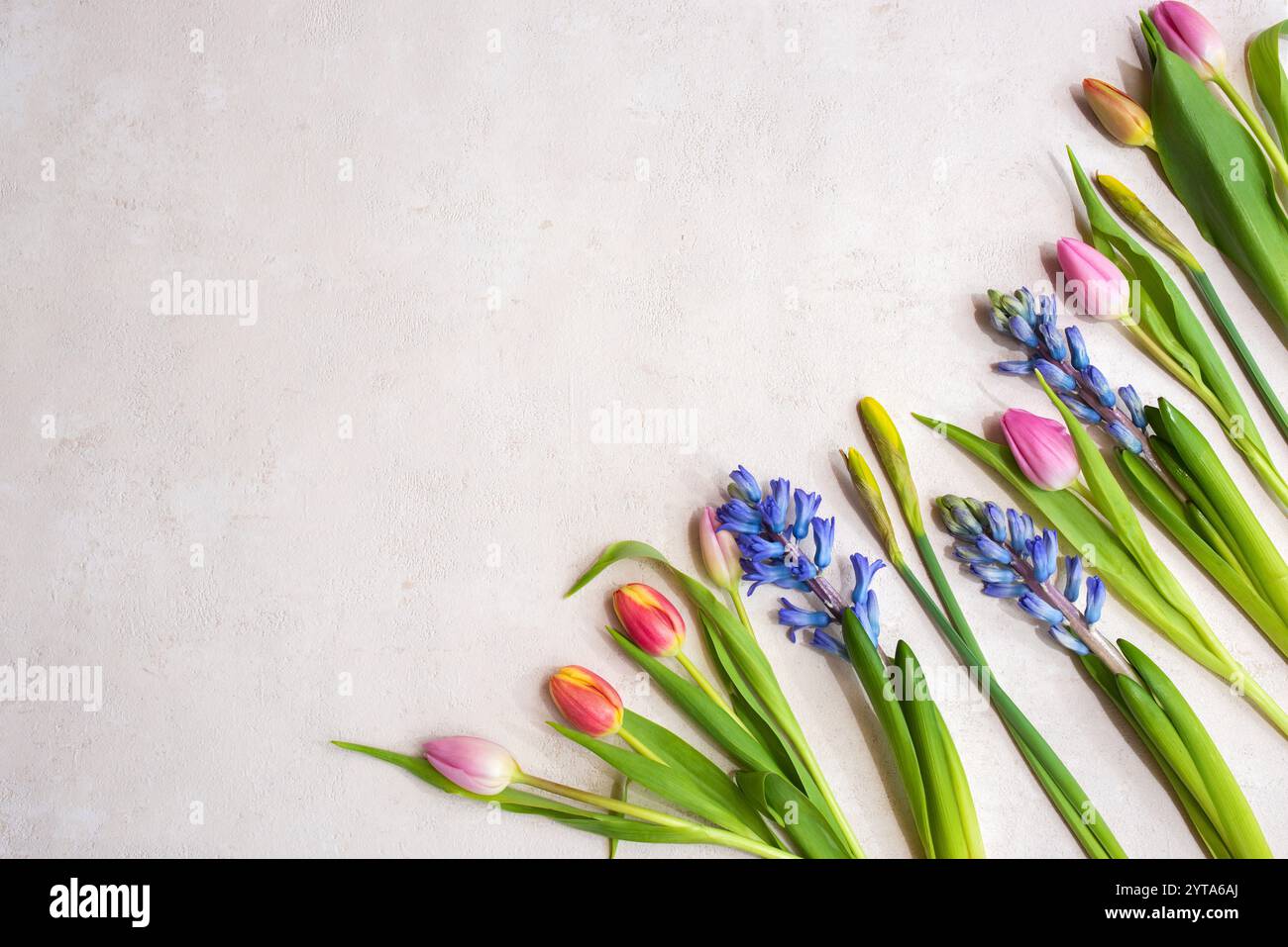 Verschiedene farbenfrohe Frühlingsblumen Stockfoto