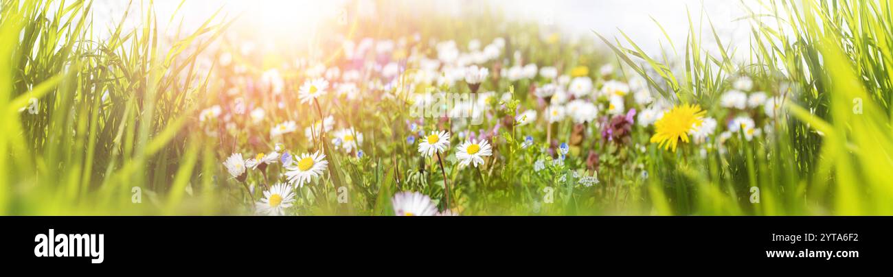 Sonnige Frühlingslandschaft mit Gänseblümchen im Gras. Saisonales Naturpanorama. Horizontaler Hintergrund mit kurzer Schärfentiefe. Stockfoto Sonnige Frühlingslandschaft mit Gänseblümchen im Gras. Saisonales Naturpanorama. Horizontaler Hintergrund mit kurzer Schärfentiefe. Stockfoto