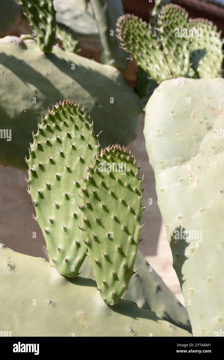 Vertikale Nahaufnahme einer Kaktuspflanze im Sonnenlicht für einen tropischen Naturhintergrund. Stockfoto