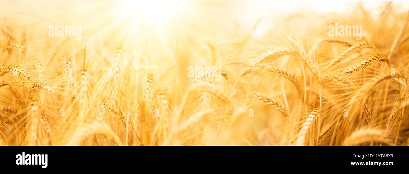 Weizenfeld mit goldenen Ohren im Sonnenlicht. Landwirtschaftlicher Hintergrund mit kurzer Tiefe. Stockfoto