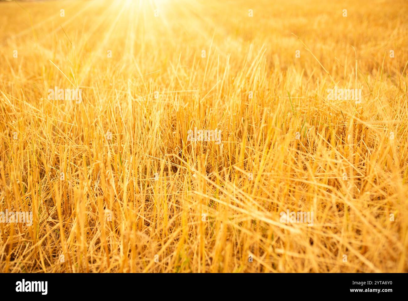 Geerntetes Weizenfeld im goldenen Sonnenlicht. Hintergrund von Kornstoppeln mit kurzer Feldtiefe. Stockfoto