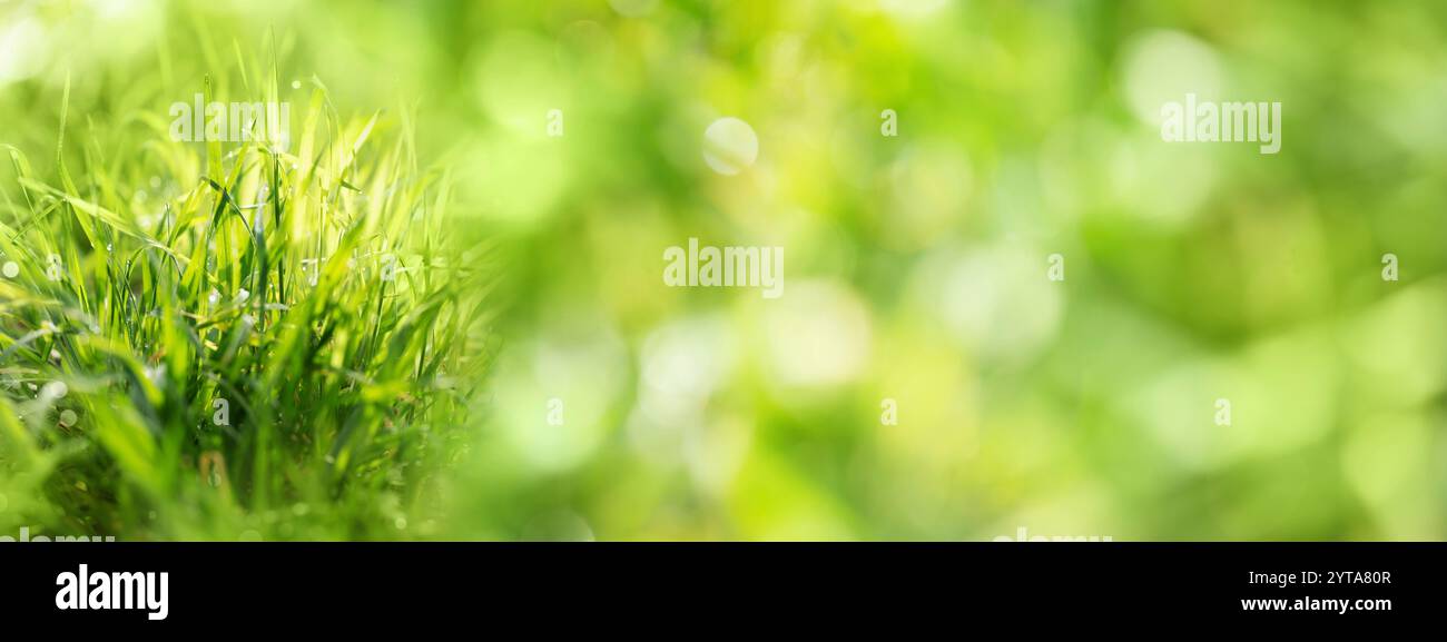 Taufende Grashalme am Frühlingsmorgen mit abstraktem grünem Bokeh-Hintergrund. Nahaufnahme mit Platz für Text. Stockfoto