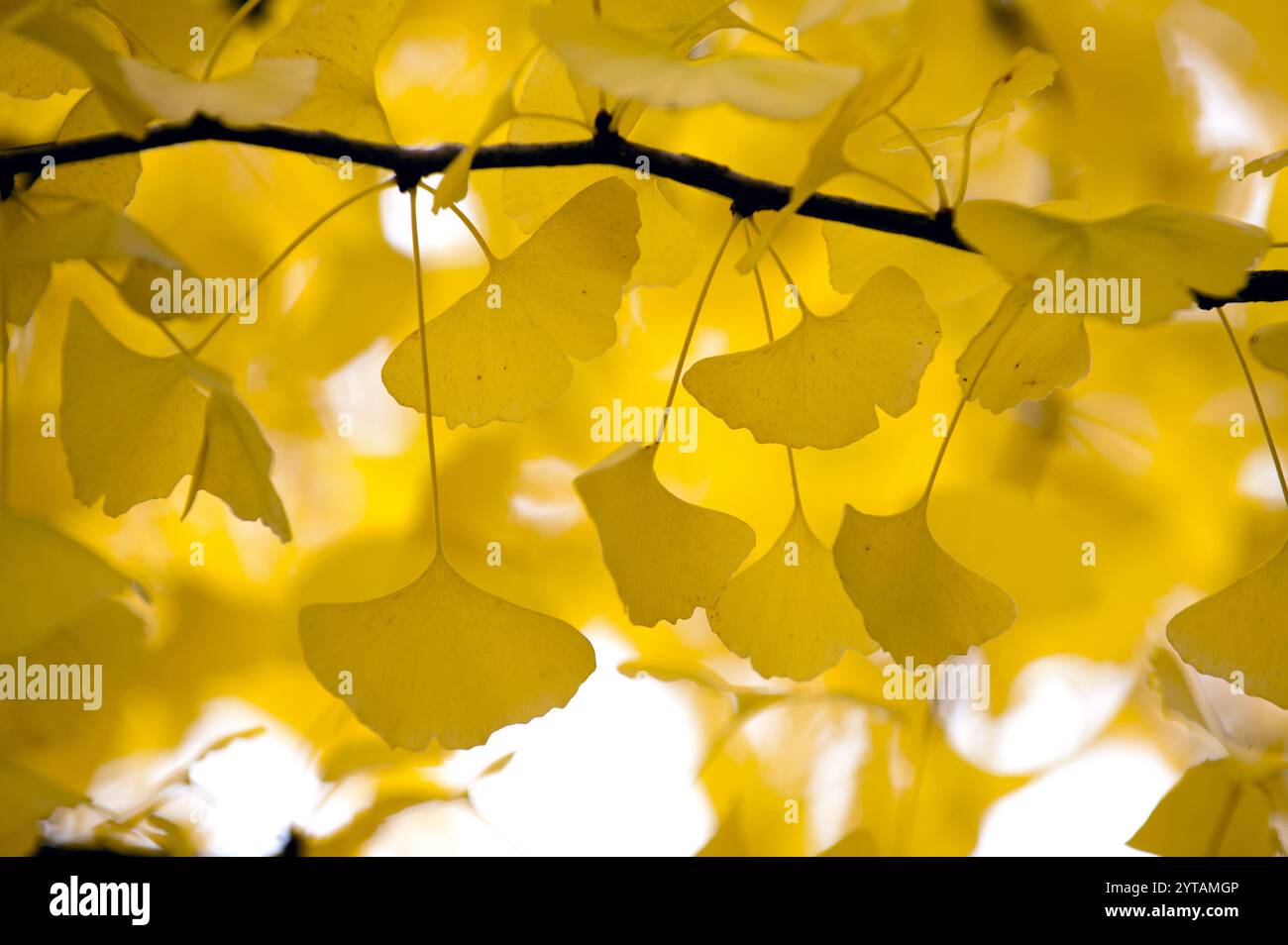 Die einzigartige Form der Ginkgo biloba Blätter in hellgelber Farbe während der Herbstsaison in Japan bildet ein Hintergrund- oder Konzeptbild. Stockfoto