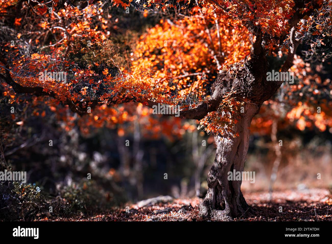 Ein verdrehter Herbstbaum mit feurig roten und orangen Blättern unterstreicht die komplizierten Strukturen der Baumrinde, des lebendigen Laubs und des Bokeh. Stockfoto