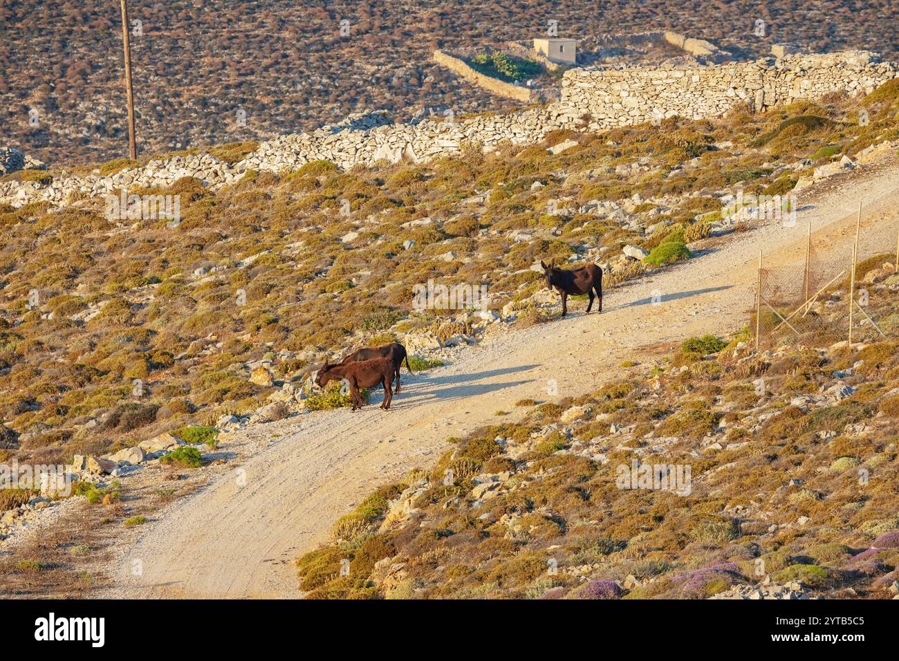 Esel auf einer Landstraße, Folegandros, Kykladen, Griechenland Stockfoto