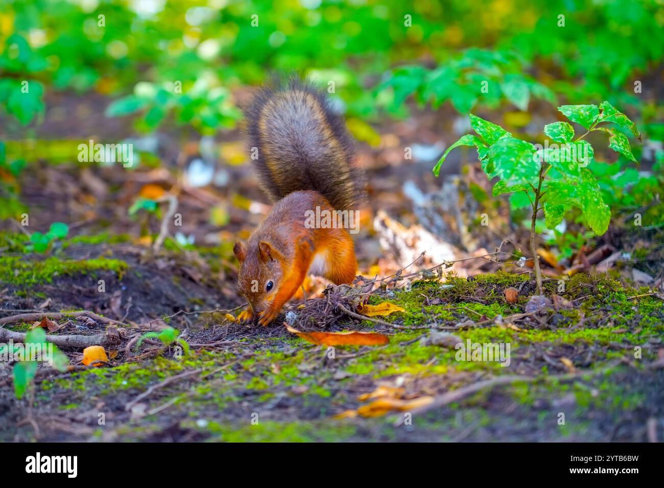 Eichhörnchen gräbt ein Loch, um eine köstliche Nuss zu verstecken. Stockfoto