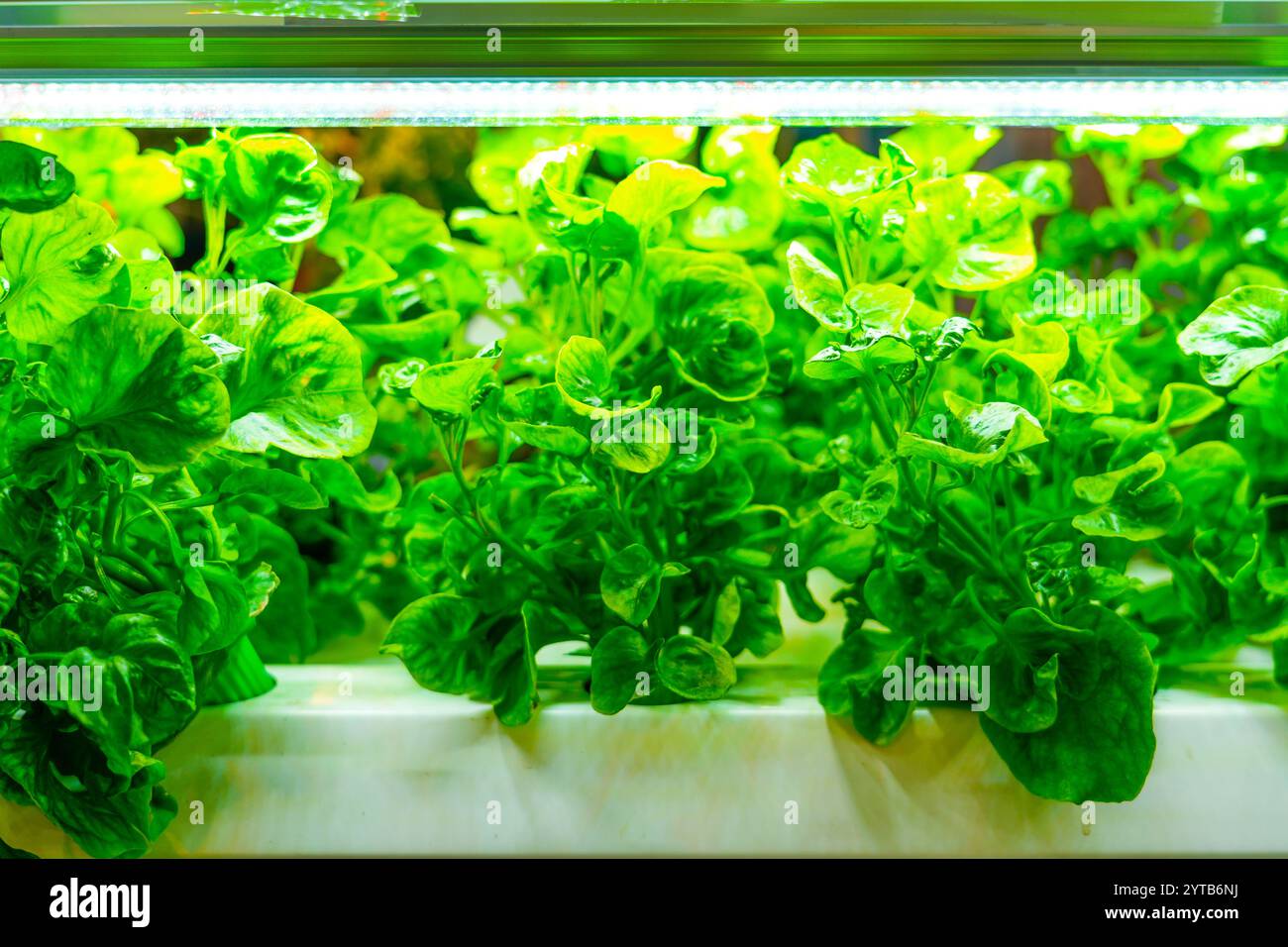 Salatzucht mit künstlicher Beleuchtung. Stockfoto