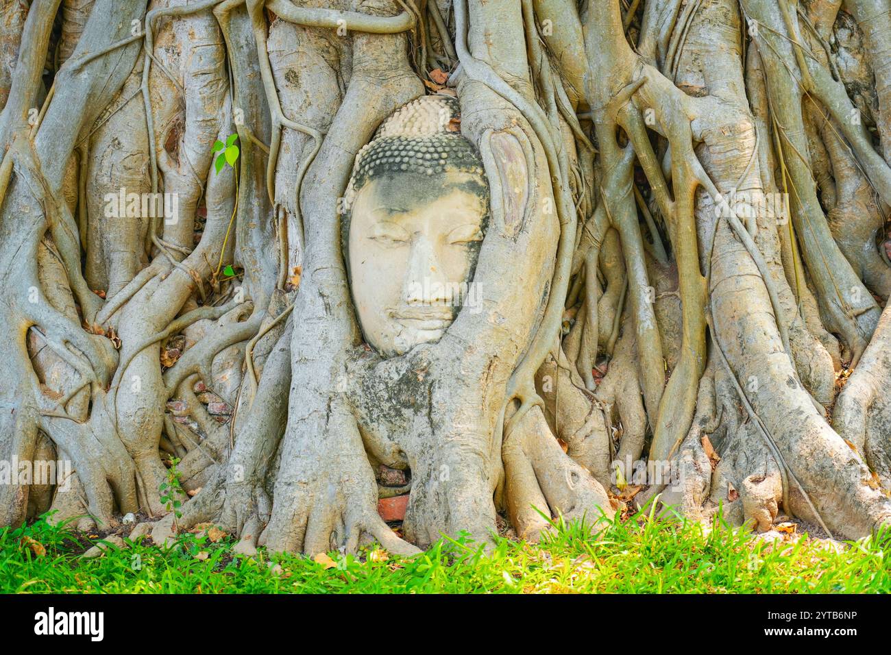 Berühmter Buddha-Kopf in den Ficus-Baumwurzeln in Ayutthaya, Thailand. Stockfoto