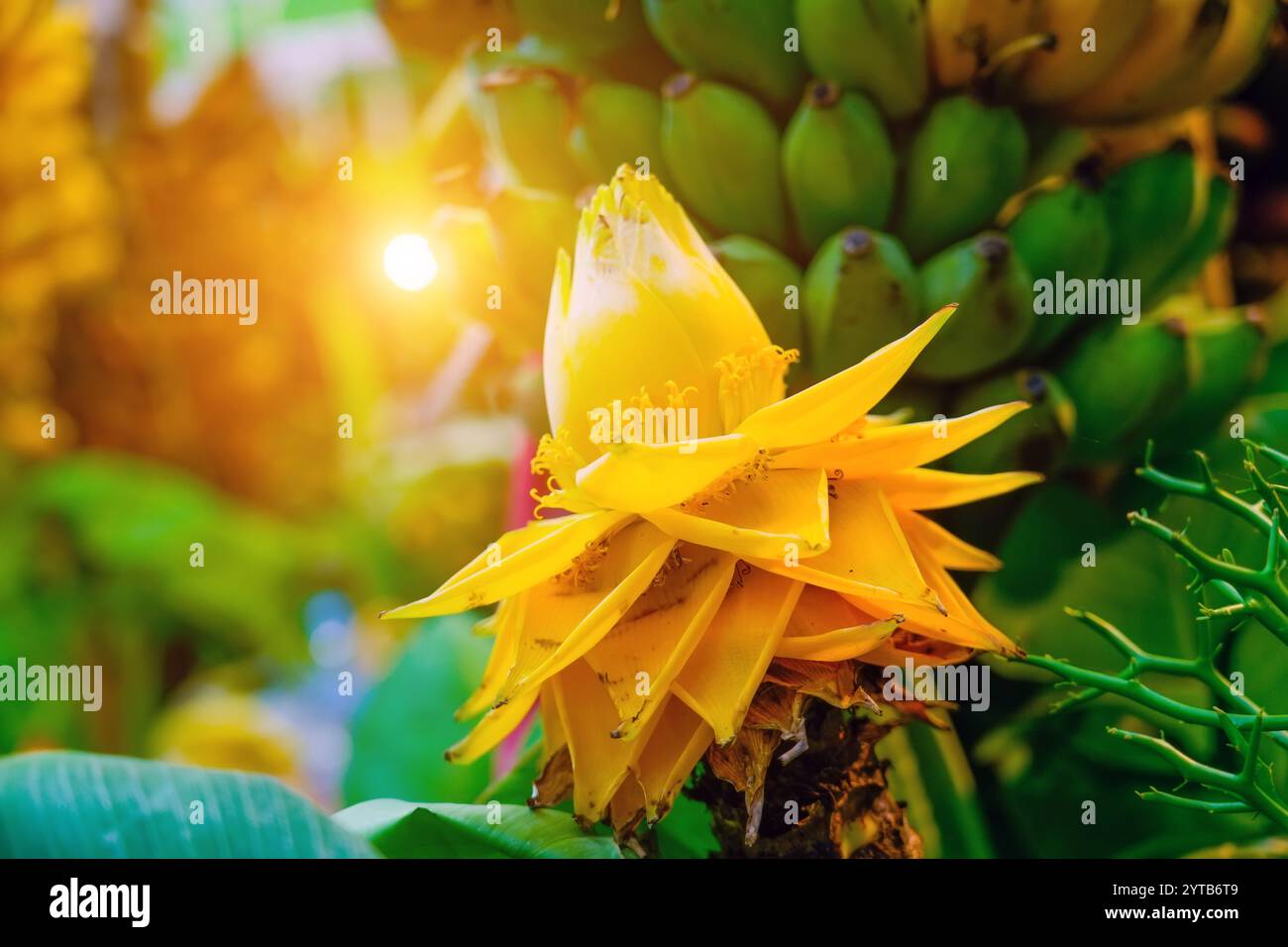 Gelbe banane auf baum -Fotos und -Bildmaterial in hoher Auflsung  Alamy