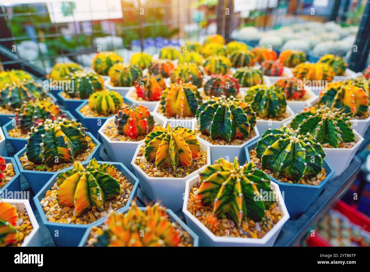 Viele bunte rote gelbe grüne Gymnocalycium Varieté-Kakteen, die auf dem Outdoor-Pflanzenmarkt verkauft werden. Stockfoto